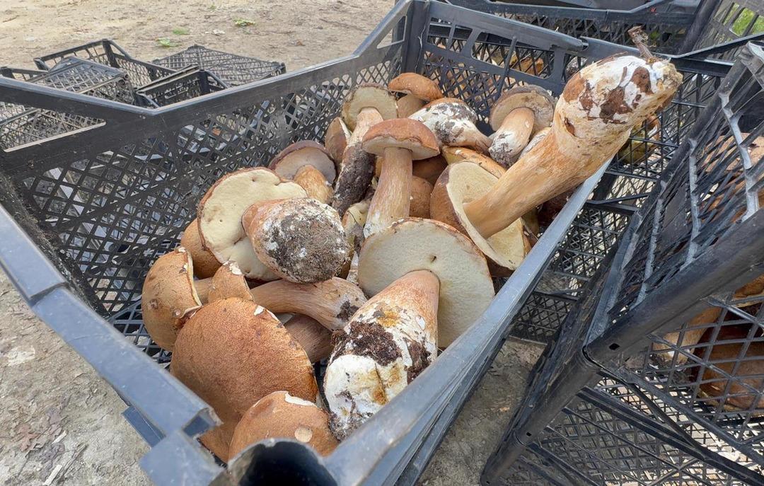  Saatlerce dolaşıp bulamıyorlar  500 TL oldu, gramla satılıyor  1 kiloyu bulan öpüp başına koyuyor  6