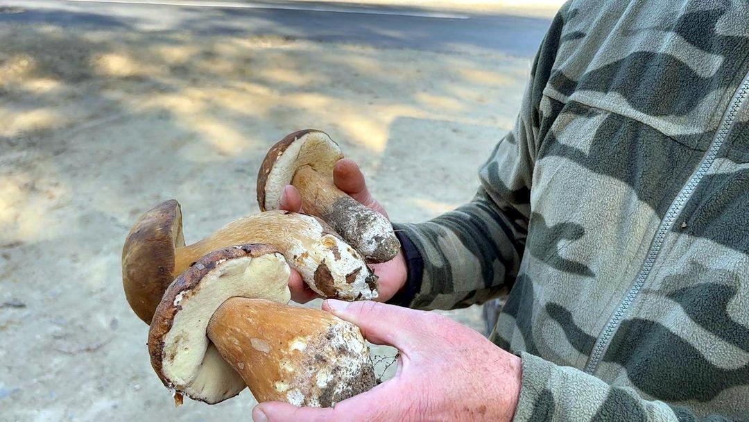  Saatlerce dolaşıp bulamıyorlar  500 TL oldu, gramla satılıyor  1 kiloyu bulan öpüp başına koyuyor  4