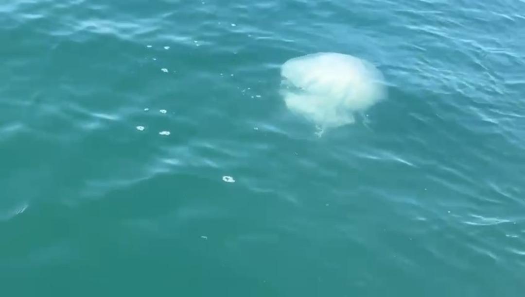 Hem yanık hem tahriş... O şehir tehlikede! Zehir sa&ccedil;ıyor: "Temastan kesinlikle ka&ccedil;ının" 3