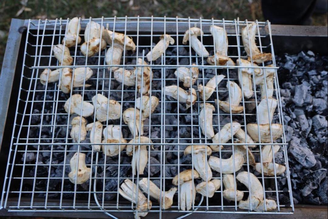 Japonya ve Çin e dondurarak gönderiyorlar! Günde 200 kilo topluyorlar! Küçücük ilçeye her yıl milyonlar giriyor... 2