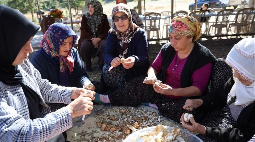 Japonya ve Çin'e dondurarak gönderiyorlar! Günde 200 kilo topluyorlar! Küçücük ilçeye her yıl milyonlar giriyor...