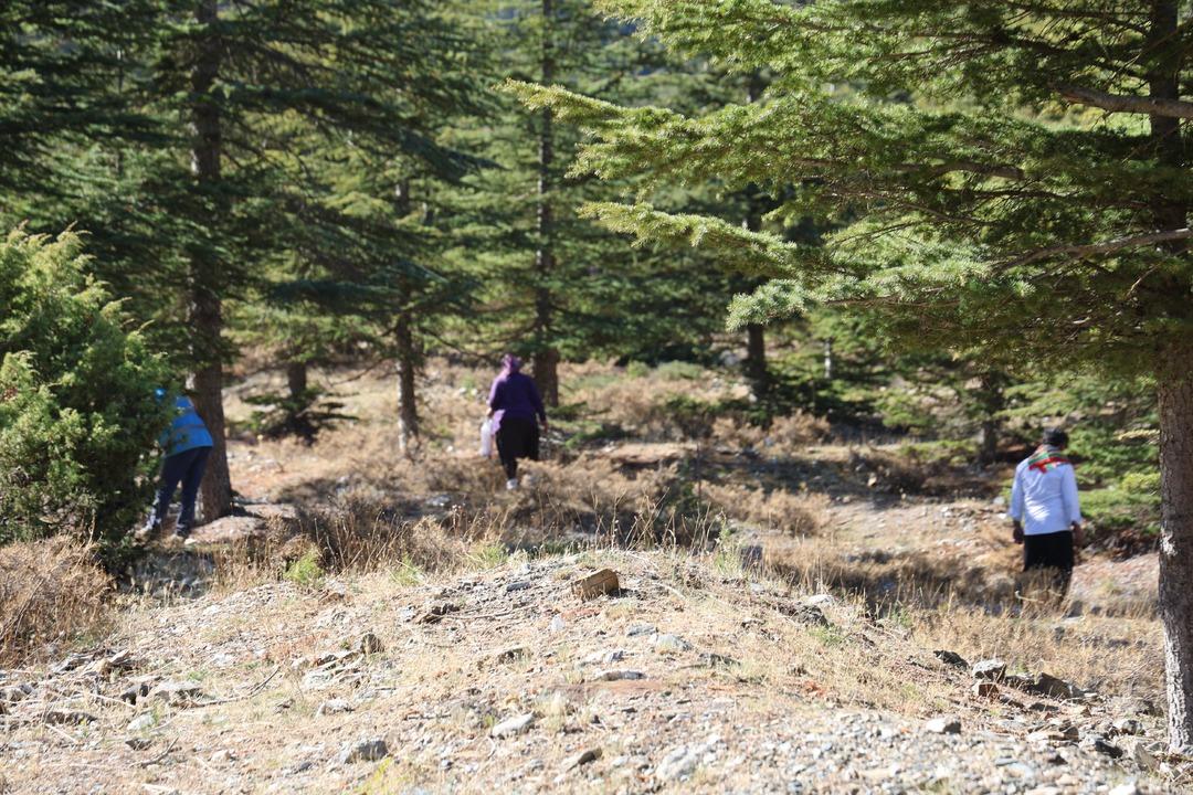 Japonların gözdesi! Fiyatı 1000 TL Eskiden değeri bilinmezdi, topluyorum satıyorum 1