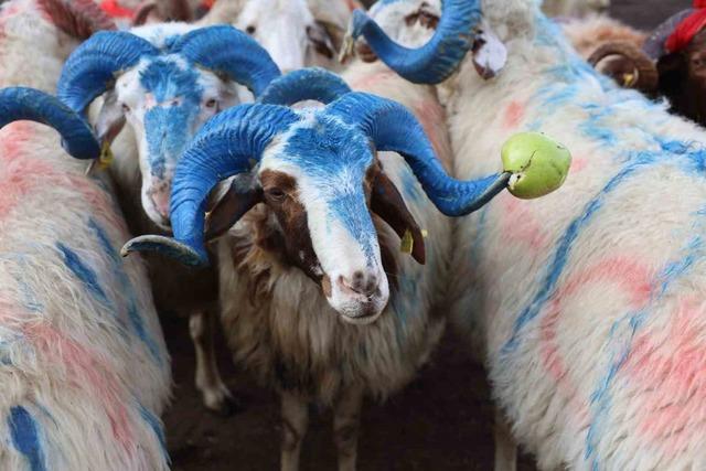 Arpaçay’da koç katımı 1