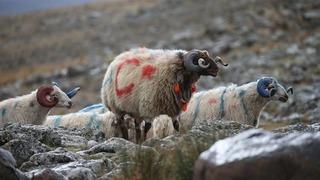 Arpaçay’da koç katımı