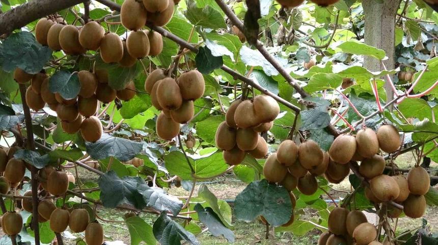 &Ccedil;arşamba&rsquo;da kivi hasadı başladı: Hedef T&uuml;rkiye birinciliği