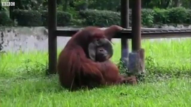 Orangutanın elindeki sigarayı görenler şaşkına döndü
