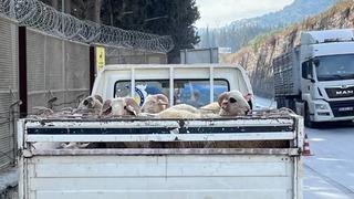 Hayvan hastalıkları ile mücadelede yol kontrolleri devam ediyor