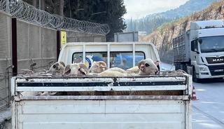 Hayvan hastalıkları ile mücadelede yol kontrolleri devam ediyor