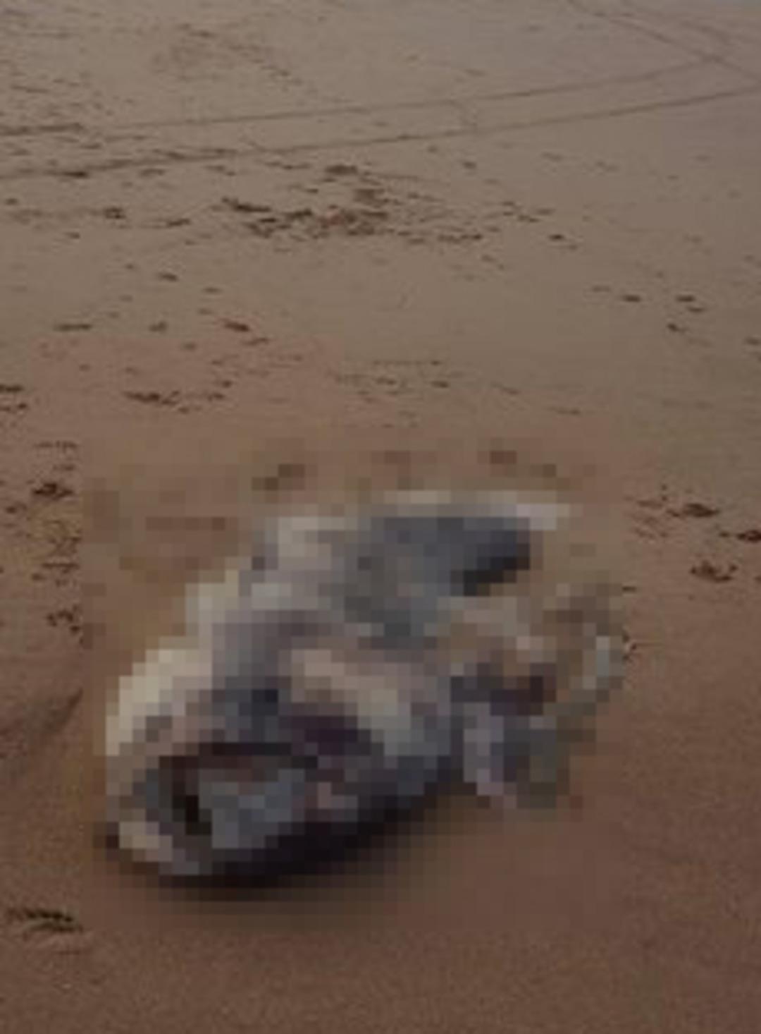 Sahilde b&uuml;y&uuml;k panik! Dev yaratık kıyıya vurdu