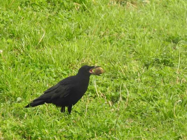 Kargaların unuttuğu cevizler ağaç oluyor