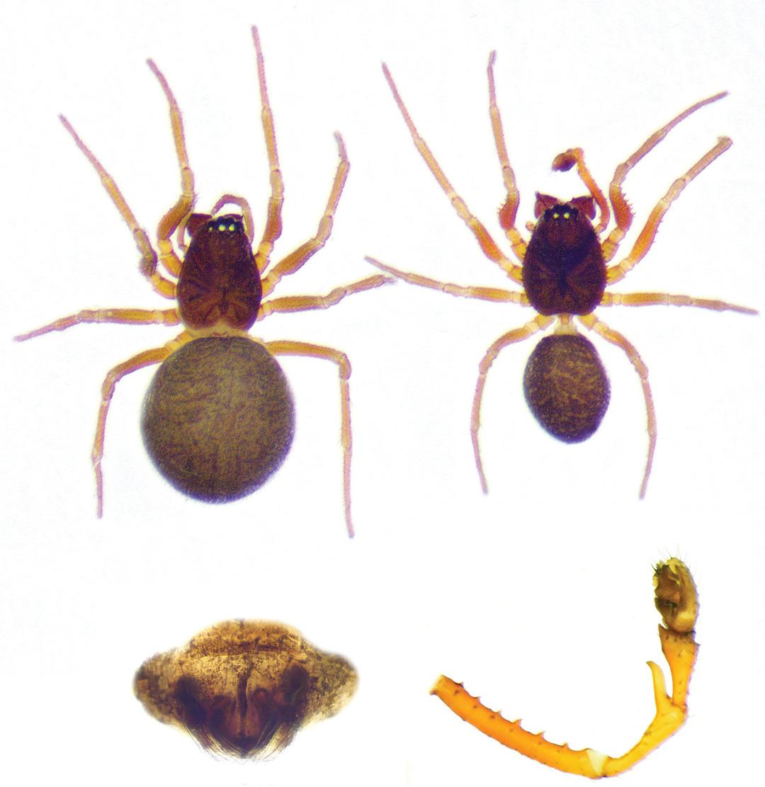 Mağaranın i&ccedil;inde dev &ouml;r&uuml;mcek ağı! Birbirini avlayan iki t&uuml;r bir arada: 111 bin &ouml;r&uuml;mcek yaşıyor 2