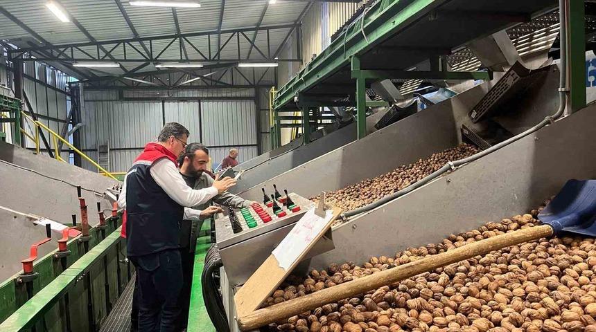 Tekirdağ&rsquo;da ceviz ekim alanları genişliyor