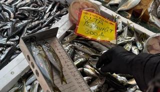 Tekirdağ’da balık tezgahlarına sıkı denetim: Boy ölçümleriyle sürdürülebilir avcılığa destek