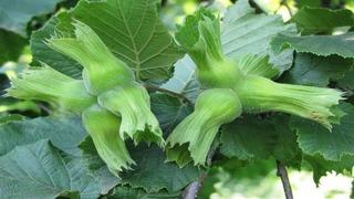 AB ülkelerine 15 bin 760 ton fındık gönderildi