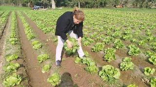 Söke’de gıda güvenliği için marul tarlalarında numune alındı