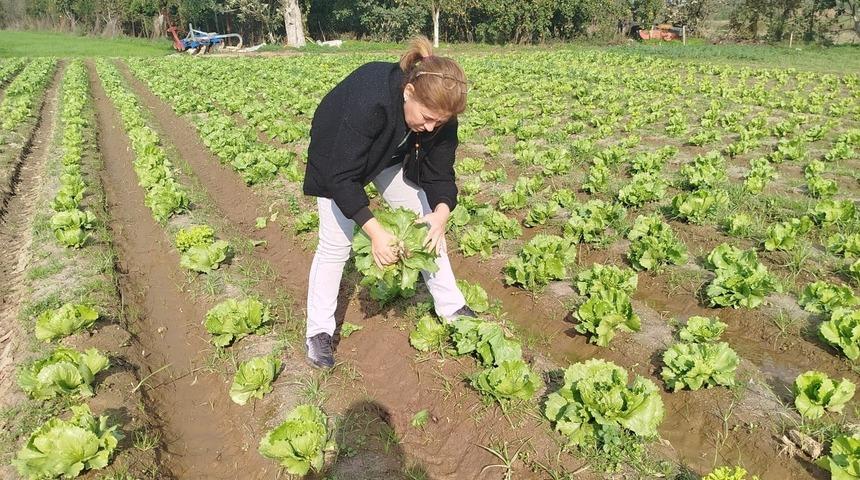 S&ouml;ke&rsquo;de gıda g&uuml;venliği i&ccedil;in marul tarlalarında numune alındı