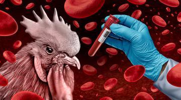 Kuş gribi alarmı! Yüksek riskli bölgelerde kümes hayvanları kapatılacak: "Küresel bir sorun haline geliyor" 