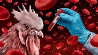 Kuş gribi alarmı! Yüksek riskli bölgelerde kümes hayvanları kapatılacak: Küresel bir sorun haline geliyor 