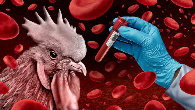 Kuş gribi alarmı! Yüksek riskli bölgelerde kümes hayvanları kapatılacak: Küresel bir sorun haline geliyor 