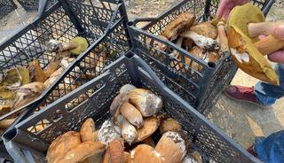 Kilosu 500 liraya yükseldi!