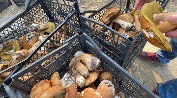 Kilosu 500 liraya yükseldi! Kuraklık mantarı vurdu: "Bu sene gramla satıyoruz"