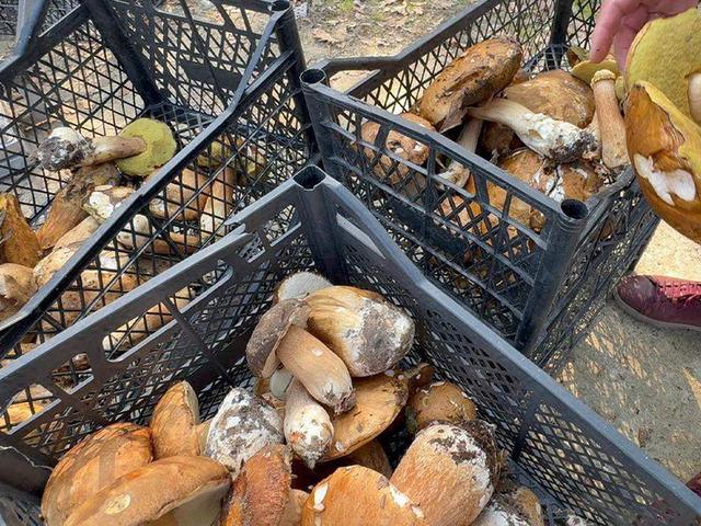 Kilosu 500 liraya yükseldi! Kuraklık mantarı vurdu: "Bu sene gramla satıyoruz"