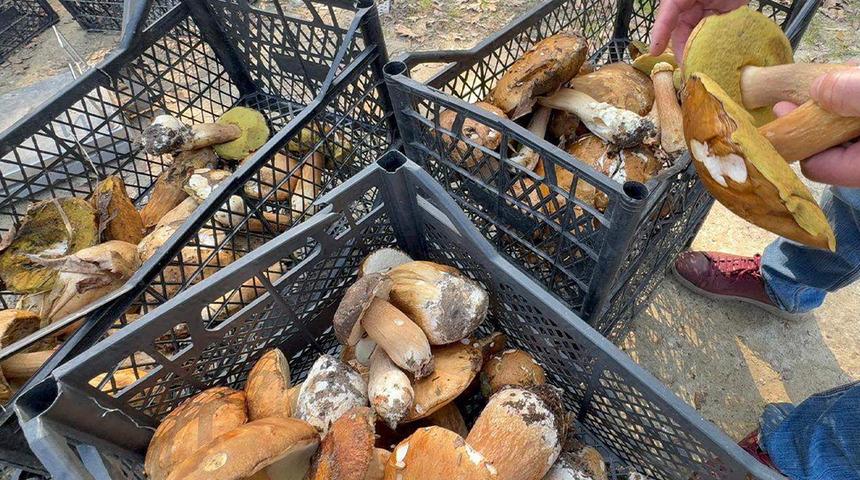 Kilosu 500 liraya yükseldi! Kuraklık mantarı vurdu: "Bu sene gramla satıyoruz"