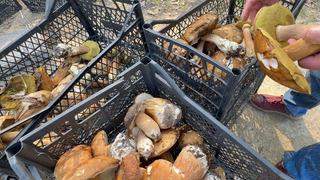 Kilosu 500 liraya yükseldi! Kuraklık mantarı vurdu: Bu sene gramla satıyoruz