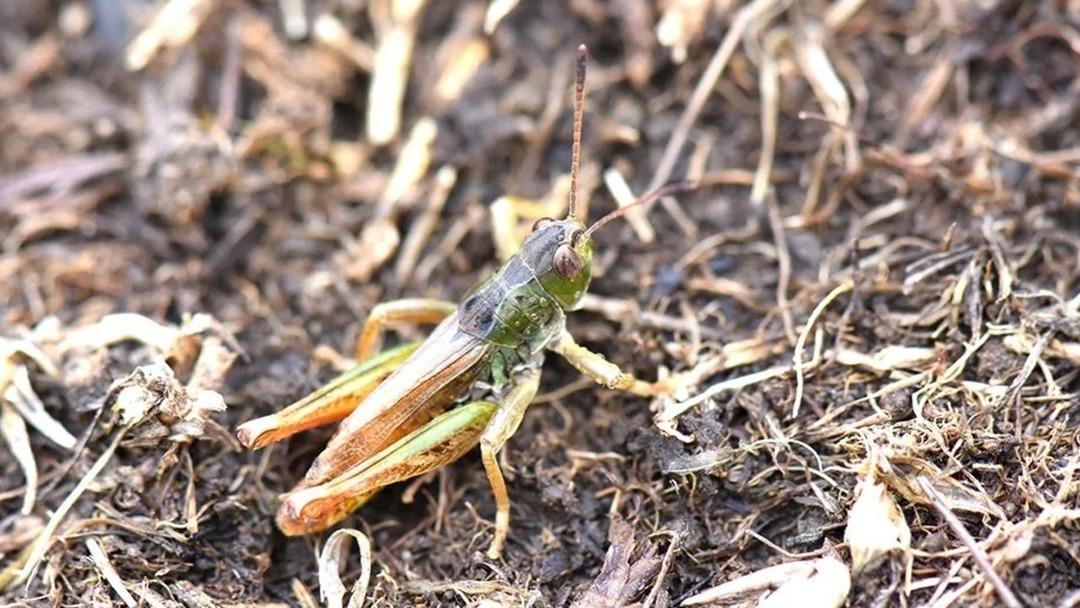 Bilim insanları a&ccedil;ıkladı! 3 ilde g&ouml;r&uuml;ld&uuml;, yeni keşif heyecanlandırdı 1