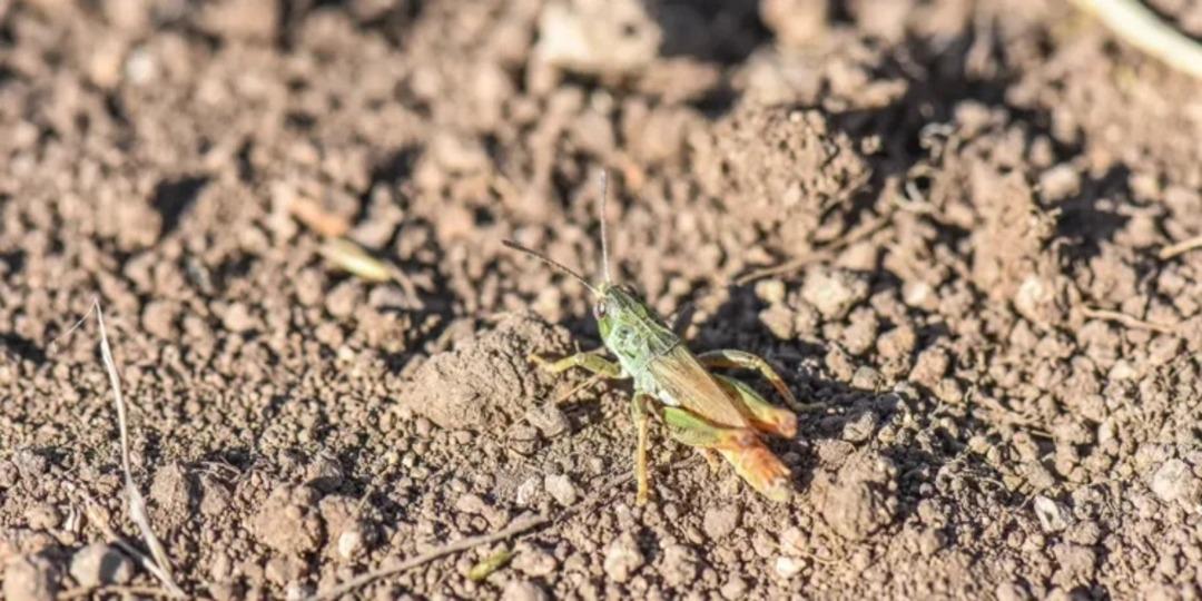 Bilim insanları a&ccedil;ıkladı! 3 ilde g&ouml;r&uuml;ld&uuml;, yeni keşif heyecanlandırdı 3