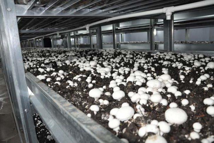 Daha öğrenci ama tam otomasyonlu tesis kurdu G1