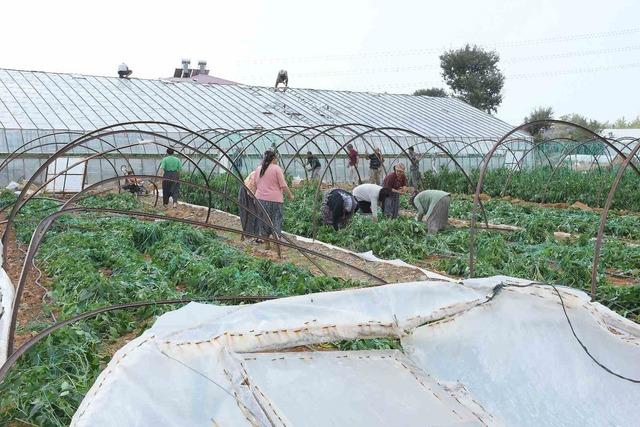 Mersin’de fırtına ve hortum seralara zarar verdi 1