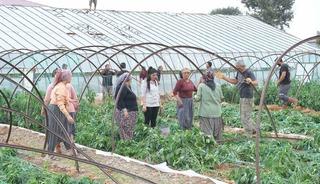 Mersin’de fırtına ve hortum seralara zarar verdi