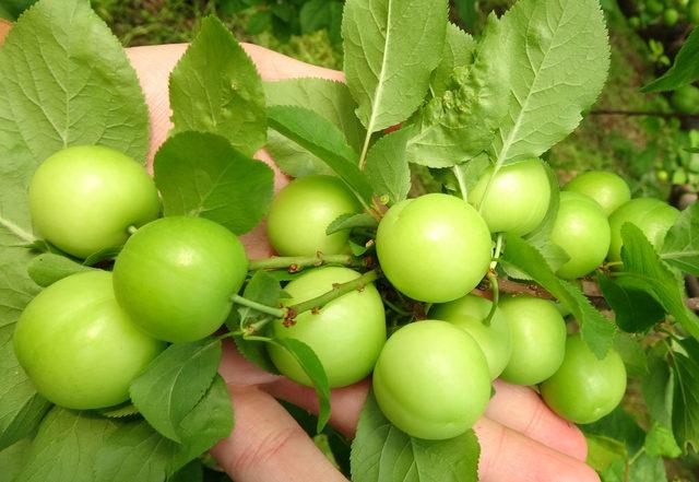 Mersin'de yılın ilk erik hasadı yapıldı