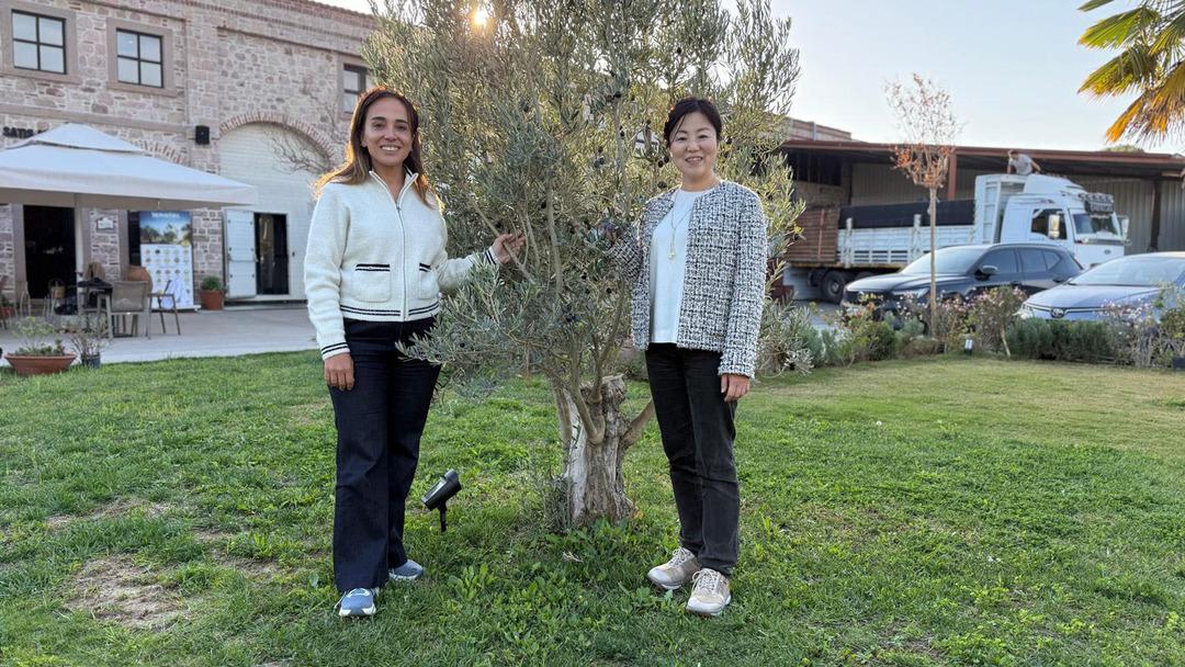 Ayvalık’tan Tokyo’ya...  Japon şeften özel karışım: Türk zeytinyağı çeşitlerinden hazırladı 2