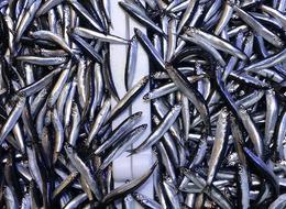 Denizdeki hamsi bolluğu ihracat rakamlarına yansımadı!