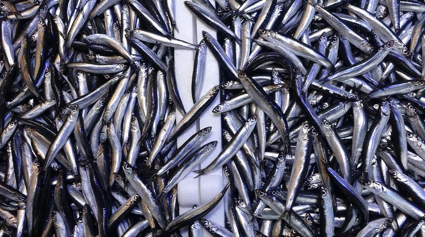 Denizdeki hamsi bolluğu ihracat rakamlarına yansımadı!