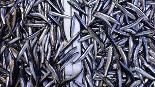 Denizdeki hamsi bolluğu ihracat rakamlarına yansımadı!