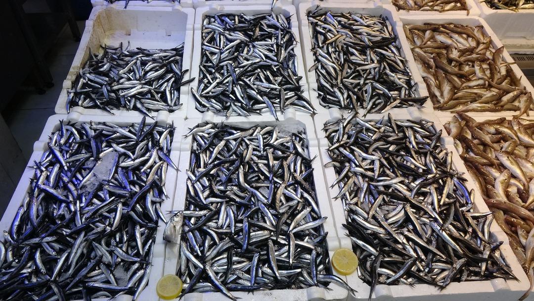 Denizdeki hamsi bolluğu ihracat rakamlarına yansımadı! 1