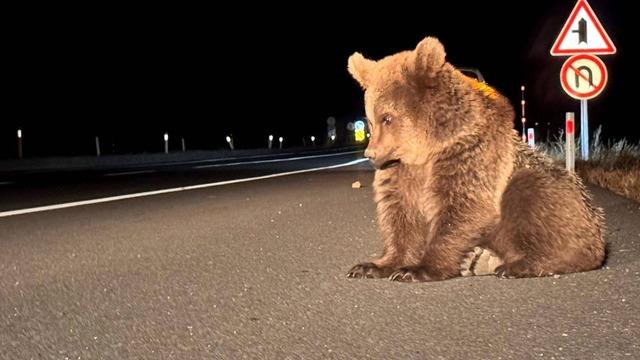 Kim üzdü bu ayıyı? Yol kenarında bulunan ayının hali gündem oldu