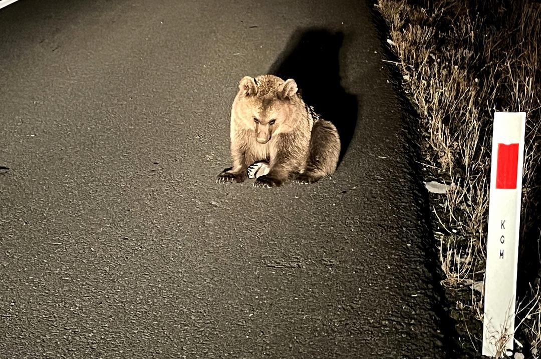 Kim üzdü bu ayıyı? Yol kenarında bulunan ayının hali gündem oldu 1