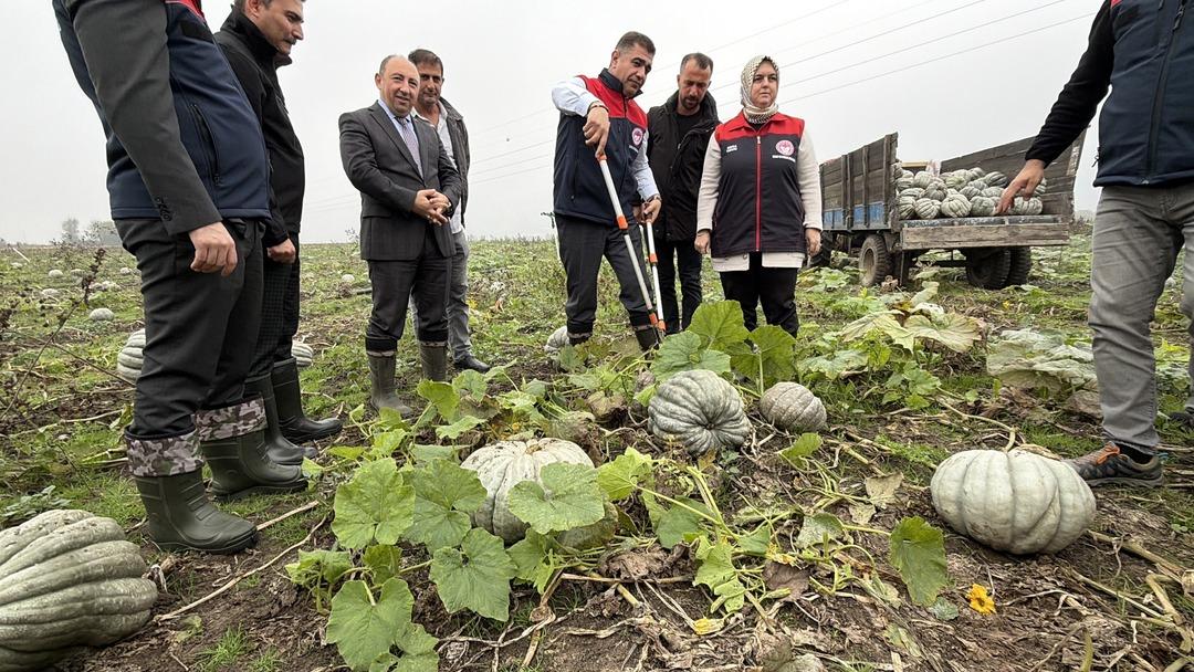 Coğrafi işaretli kestane kabağı hasadı başladı: 10 bin ton rekolte bekleniyor 1
