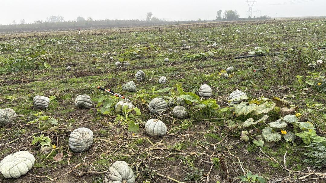 Coğrafi işaretli kestane kabağı hasadı başladı: 10 bin ton rekolte bekleniyor 2