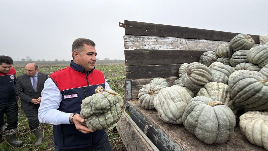 Coğrafi işaretli kestane kabağı hasadı başladı: 10 bin ton rekolte bekleniyor 3
