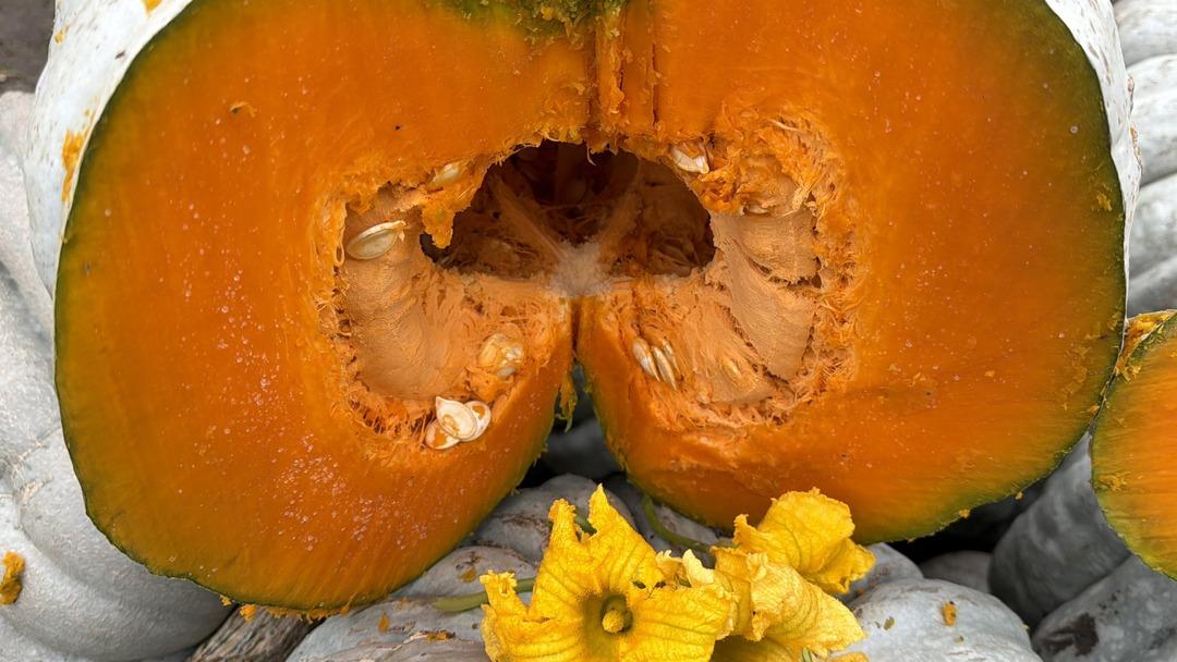 Coğrafi işaretli kestane kabağı hasadı başladı: 10 bin ton rekolte bekleniyor 5