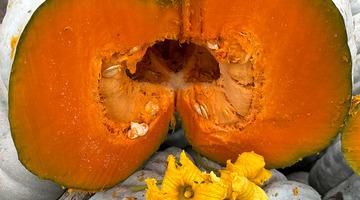 Coğrafi işaretli kestane kabağı hasadı başladı: 10 bin ton rekolte bekleniyor