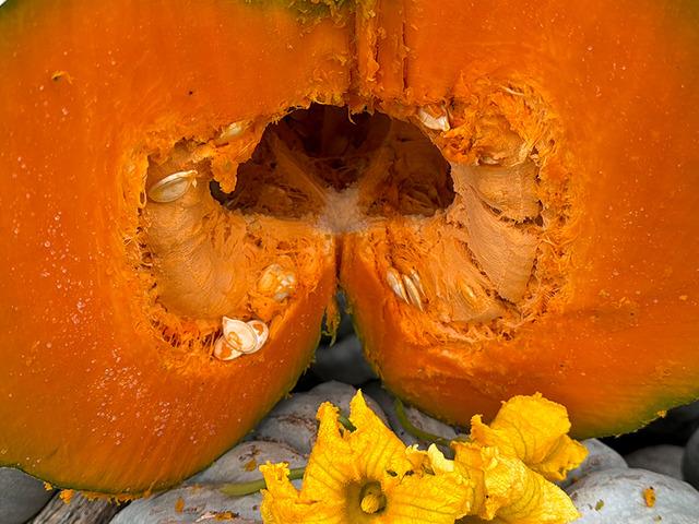 Coğrafi işaretli kestane kabağı hasadı başladı: 10 bin ton rekolte bekleniyor