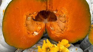 Coğrafi işaretli kestane kabağı hasadı başladı: 10 bin ton rekolte bekleniyor