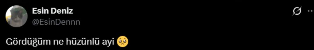 Kim üzdü bu ayıyı? Yol kenarında bulunan ayının hali gündem oldu 2