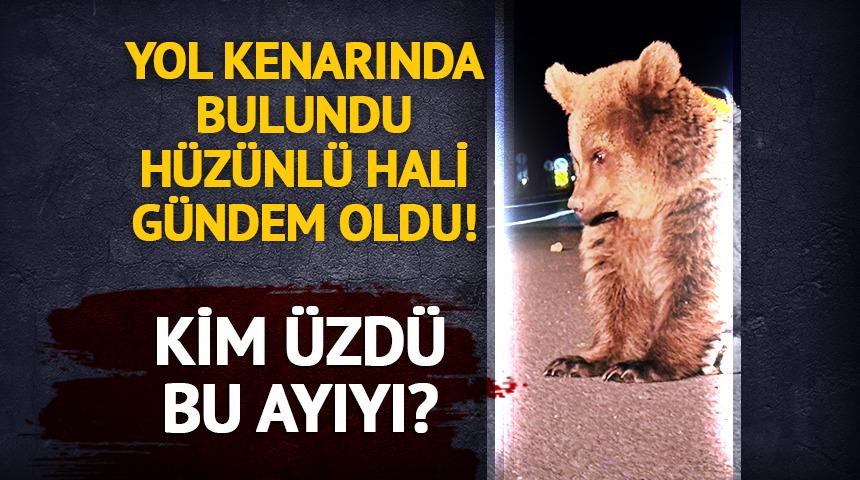 Kim üzdü seni?  Yol kenarında bulunan ayının hali gündem oldu 